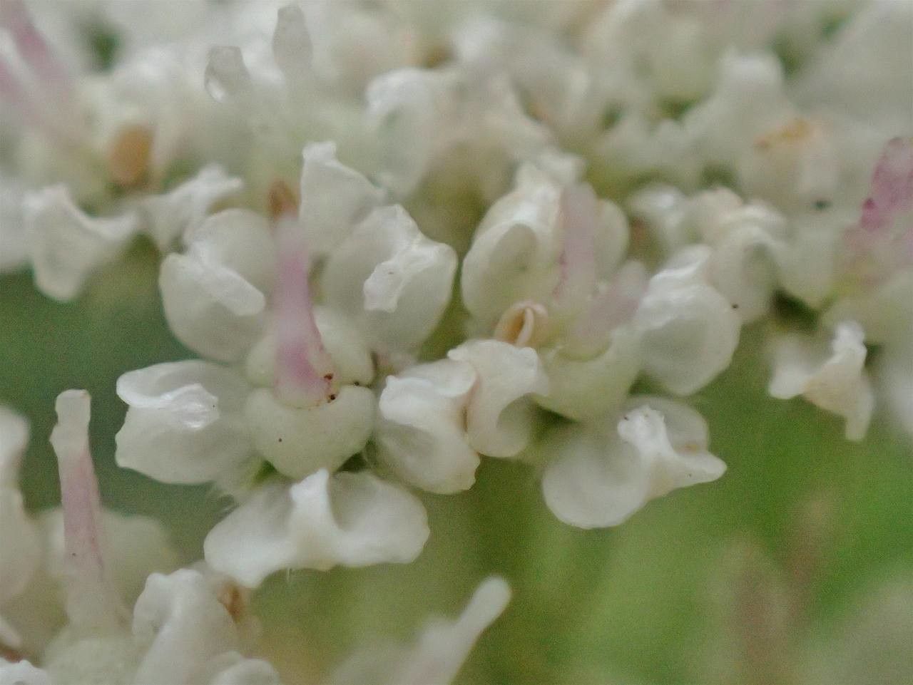 Seseli libanotis flower