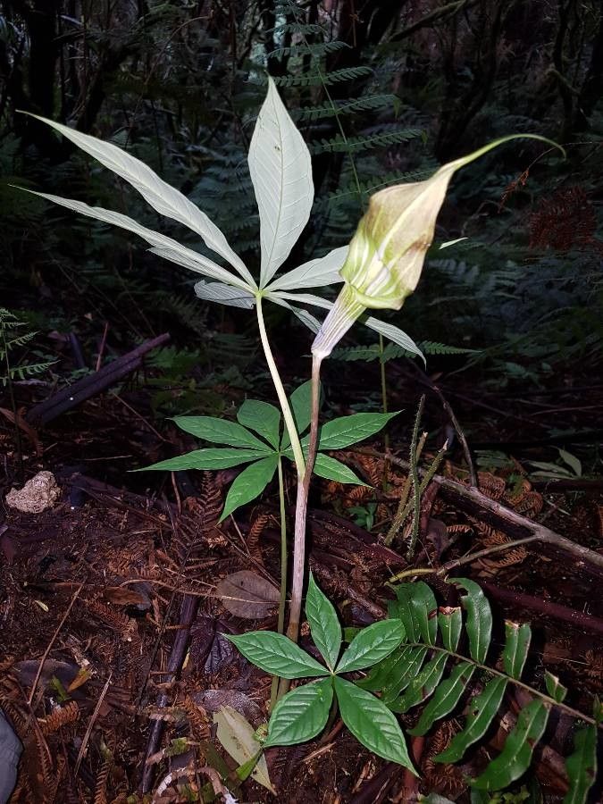 Arisaema polyphyllum habit
