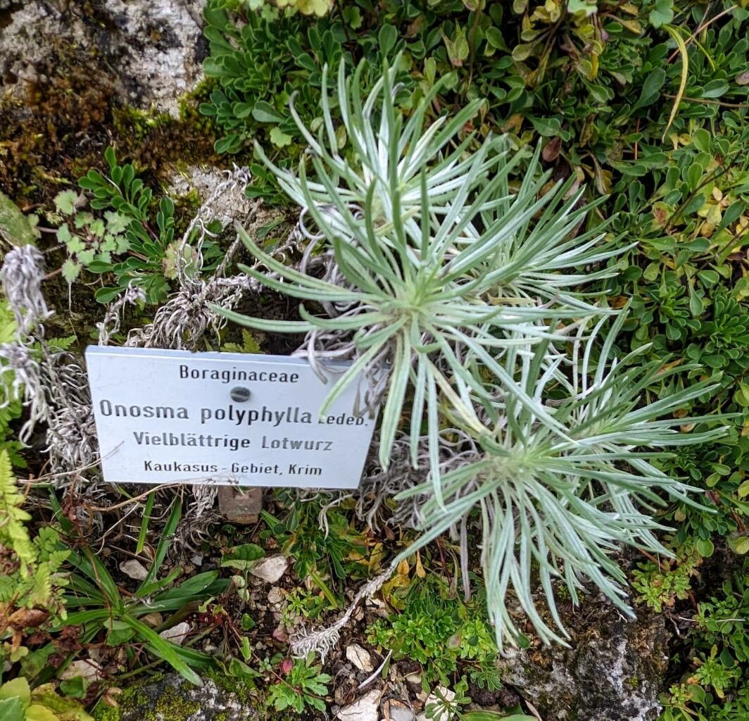 Onosma polyphylla other