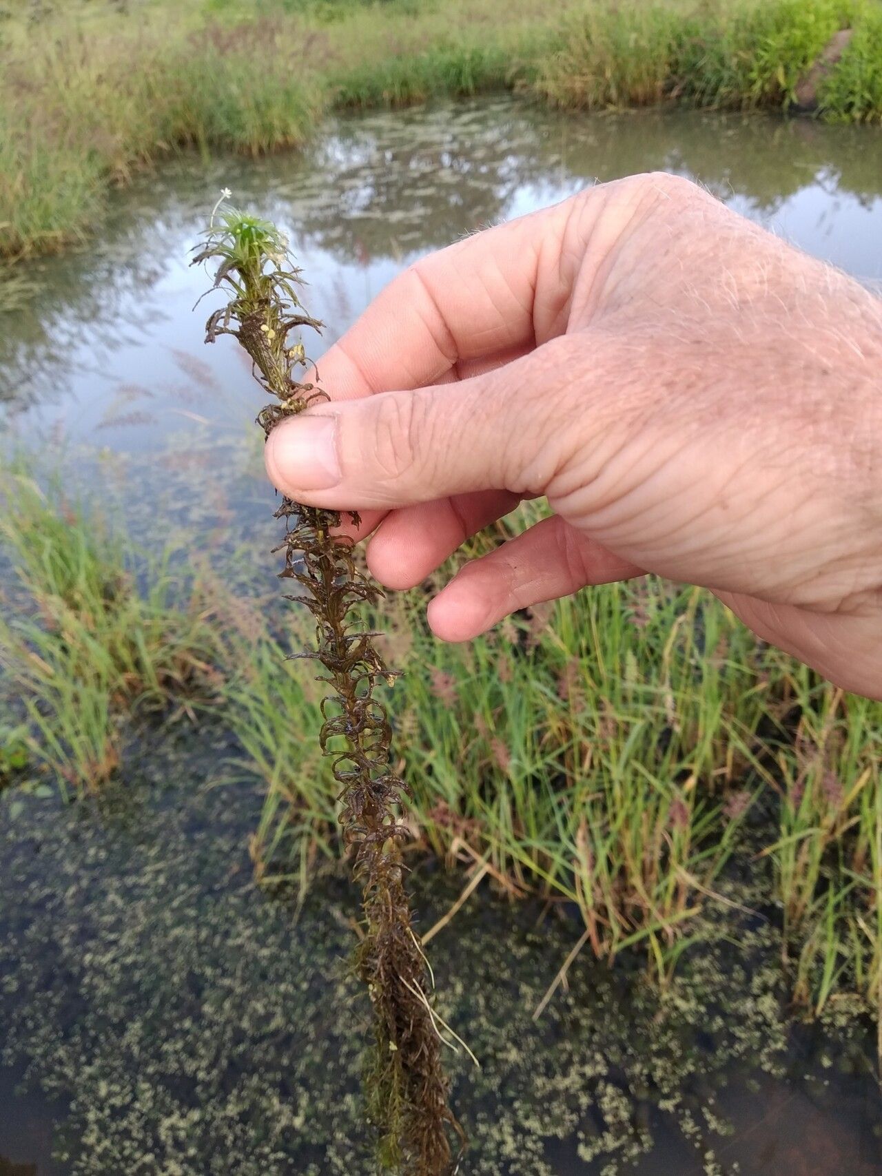 Lagarosiphon cordofanus — related species from the same genus