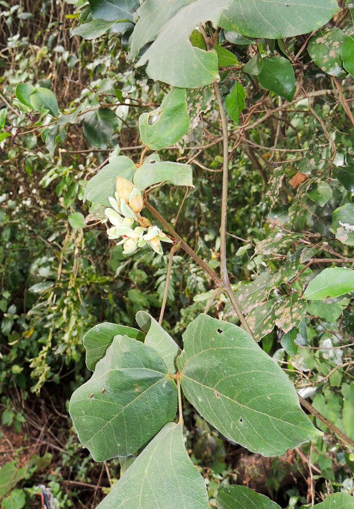 Rhynchosia hirta — houseplant care guide