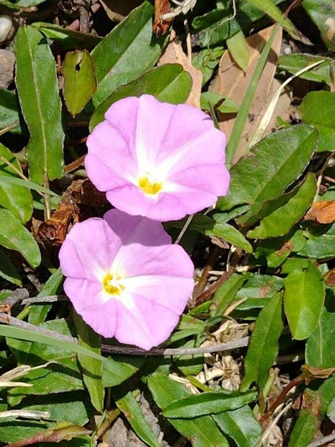 Polymeria calycina flower