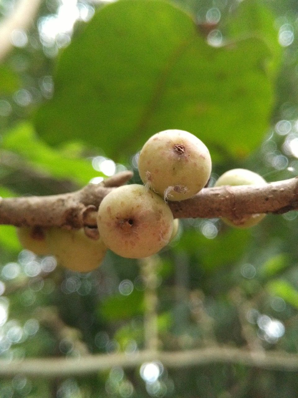 Ficus hookeriana fruit