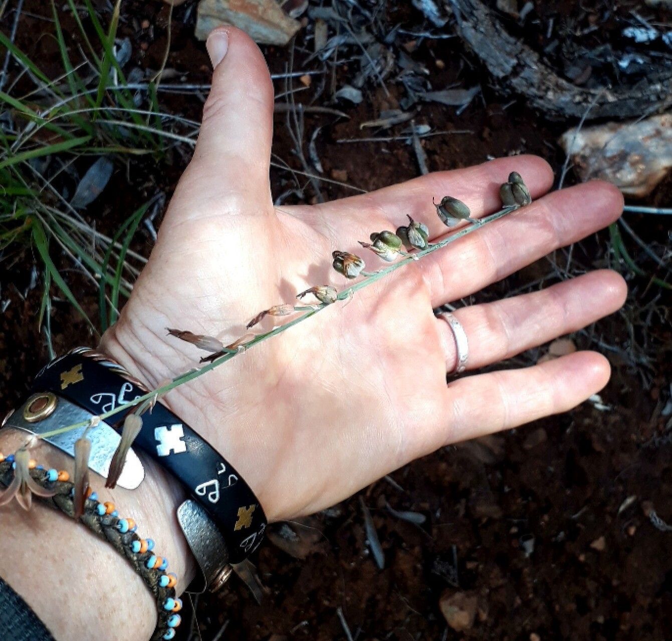 Dipcadi brevifolium habit