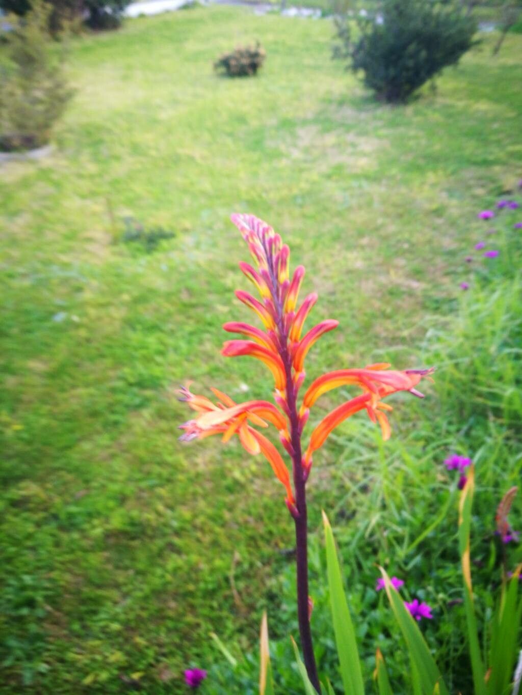 Chasmanthe floribunda flower