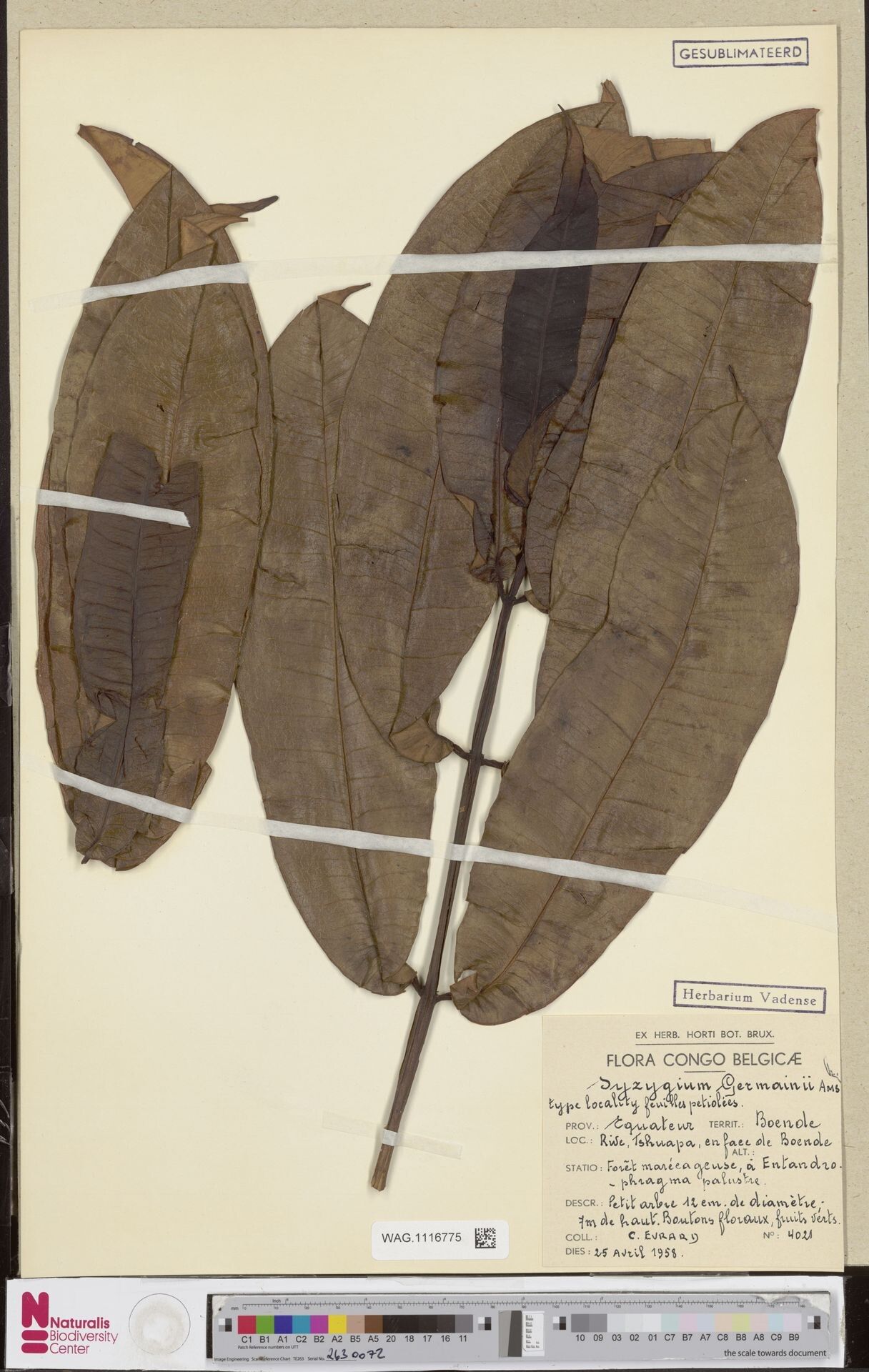 Syzygium germainii — houseplant care guide