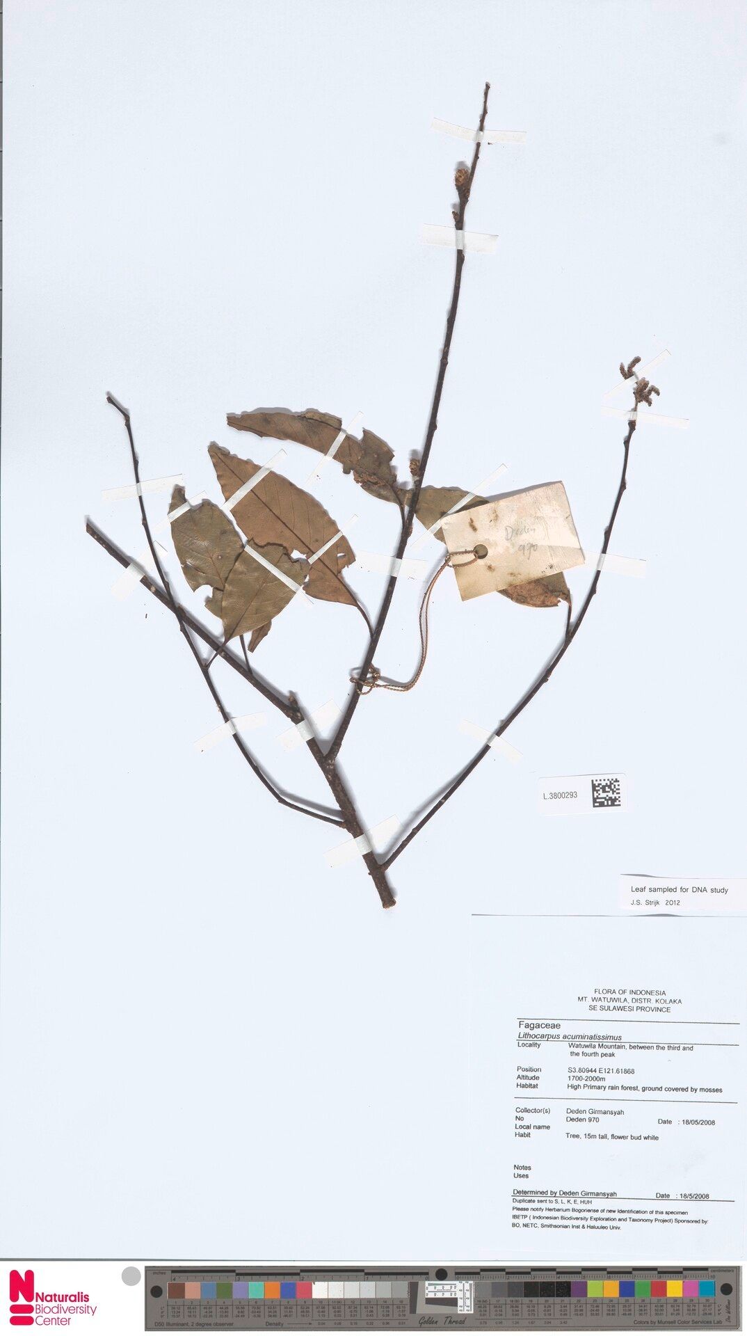 Lithocarpus acuminatus