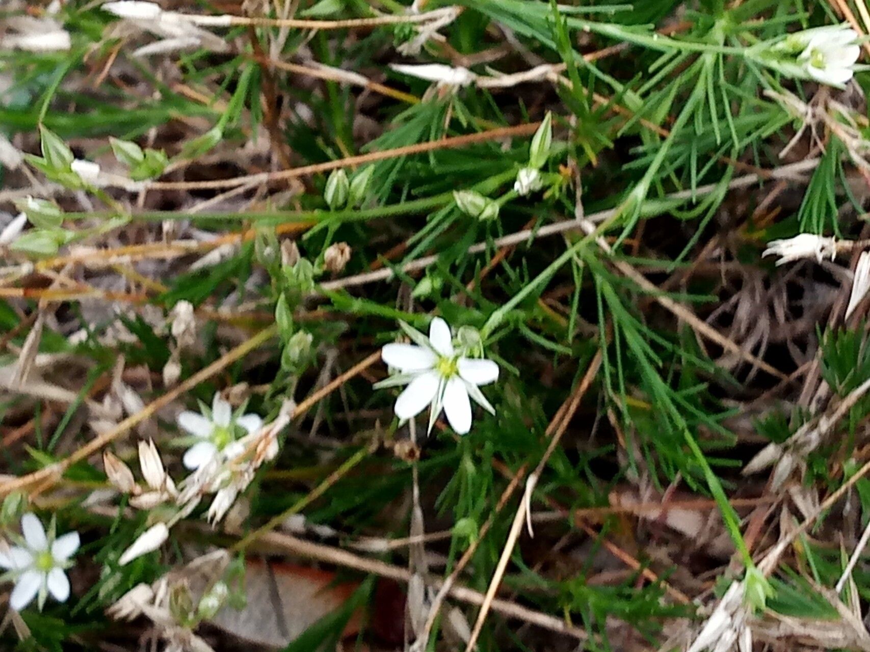Minuartia rostrata leaf