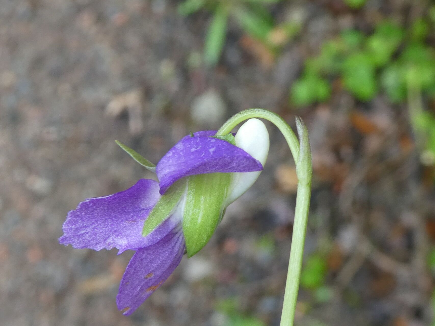 Viola willkommii flower
