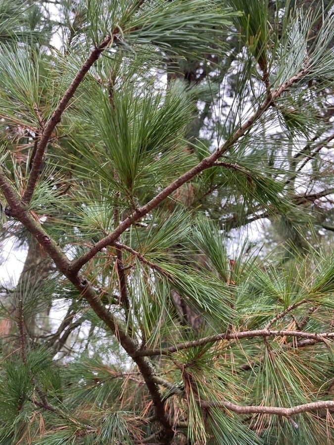 Pinus peuce leaf