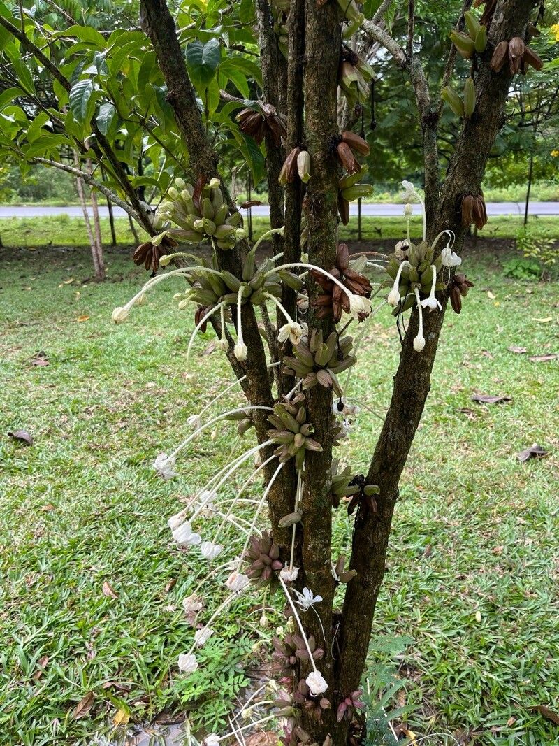 Clerodendrum kamhyoae habit