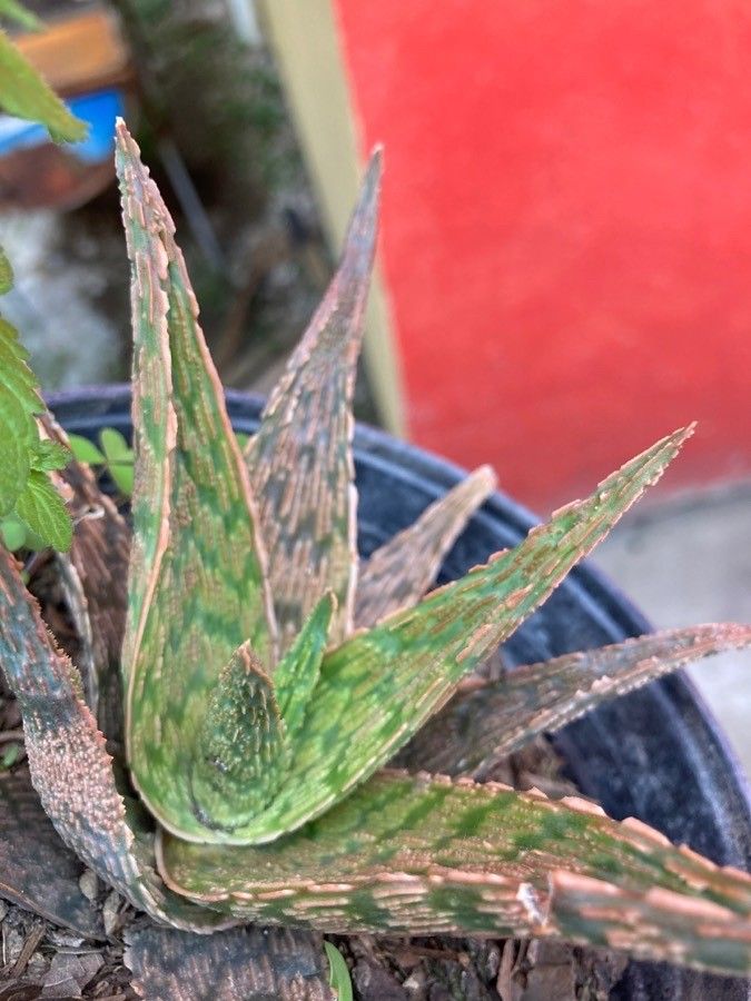 Aloe rauhii bark