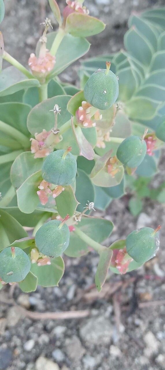 Euphorbia myrsinites fruit