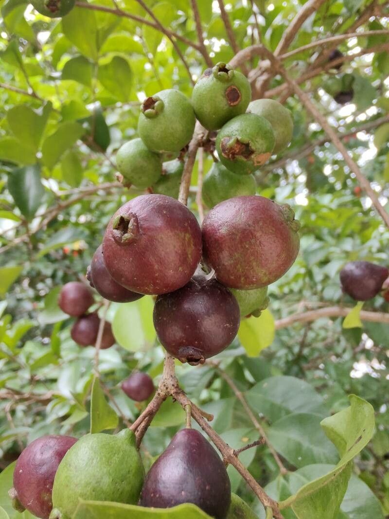 Psidium myrtoides fruit