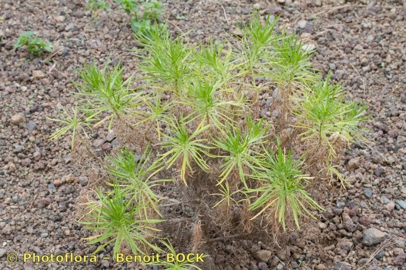 Plantago famarae habit
