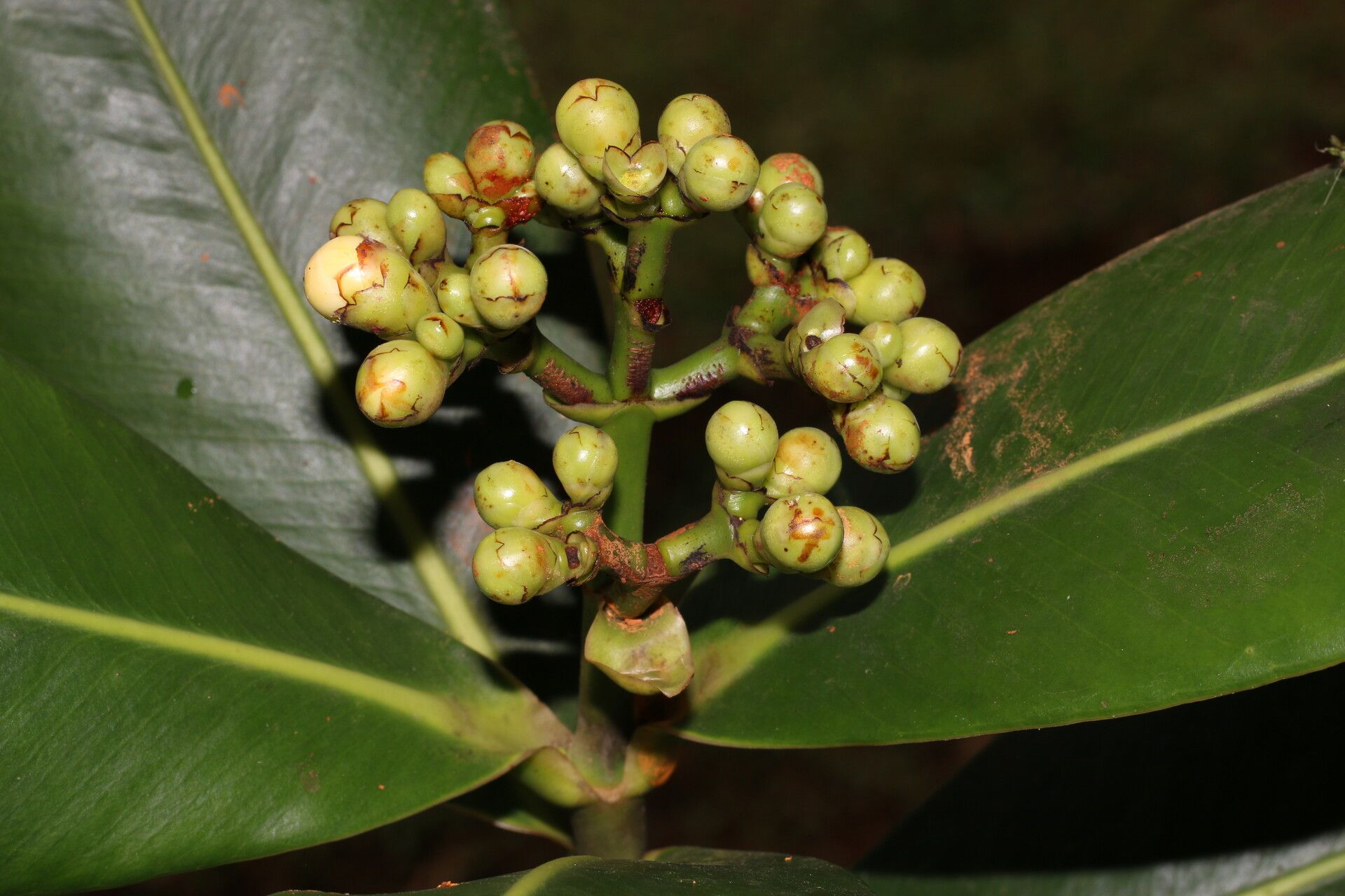 Clusia stenophylla fruit