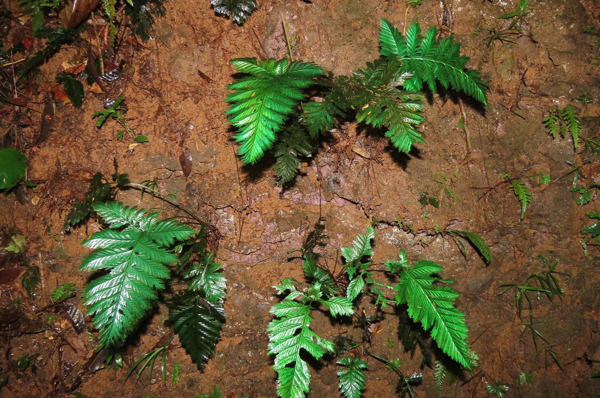 Trichomanes elegans leaf