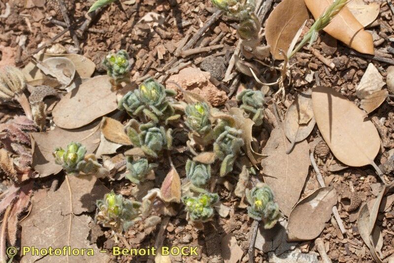 Helianthemum papillare — houseplant care guide