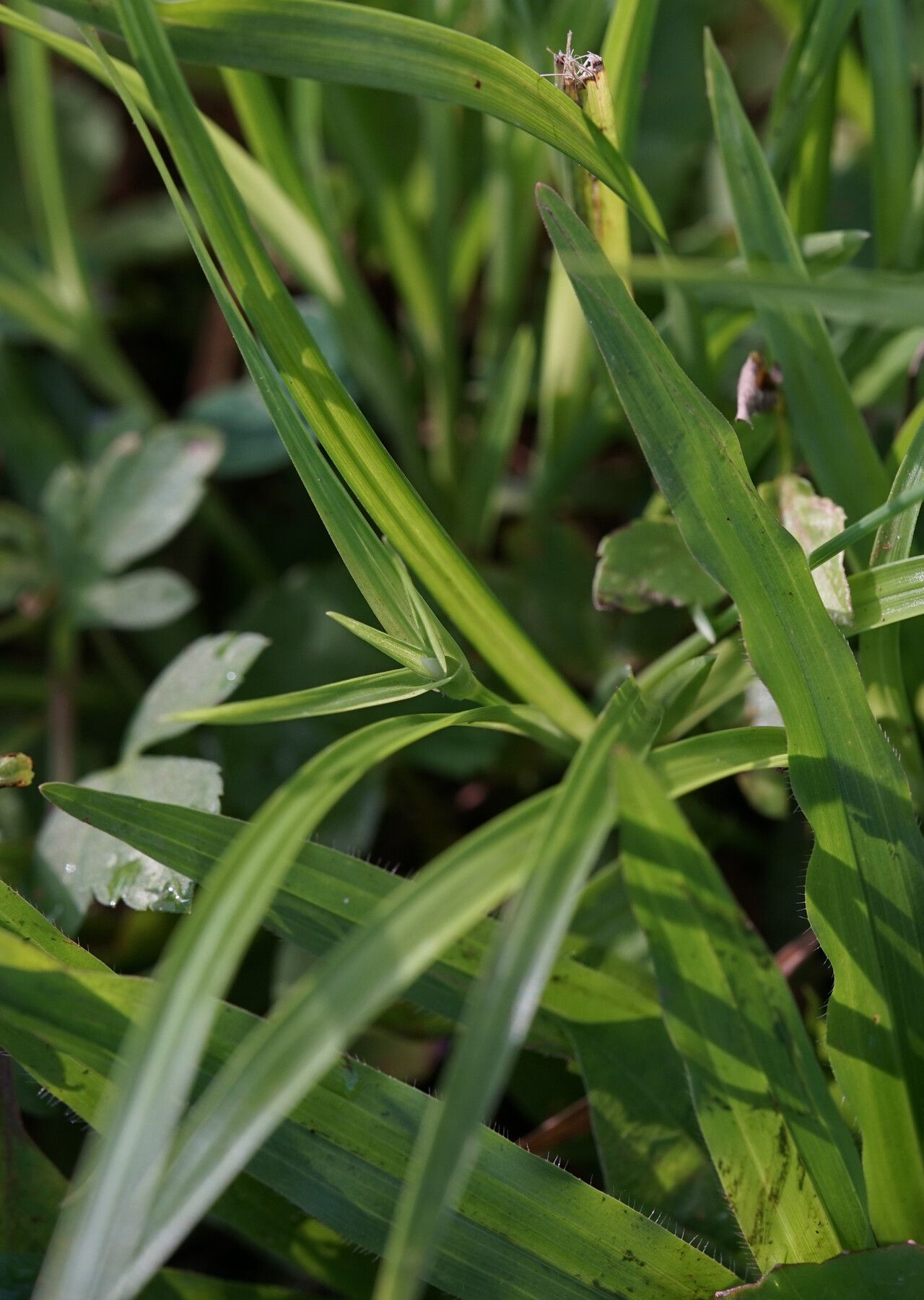 Rhynchospora pubera — houseplant care guide