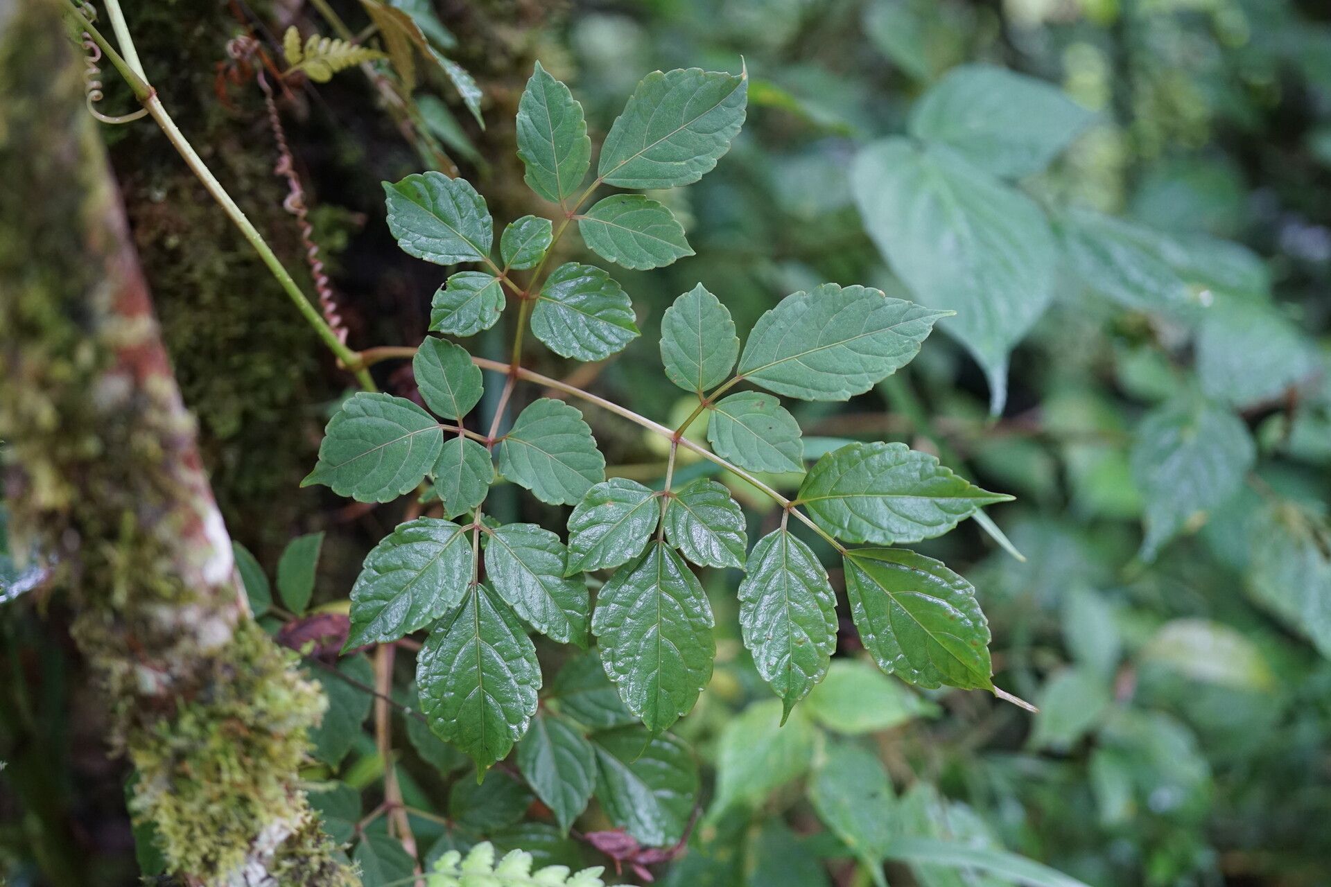 Cyphostemma marojejyense — houseplant care guide