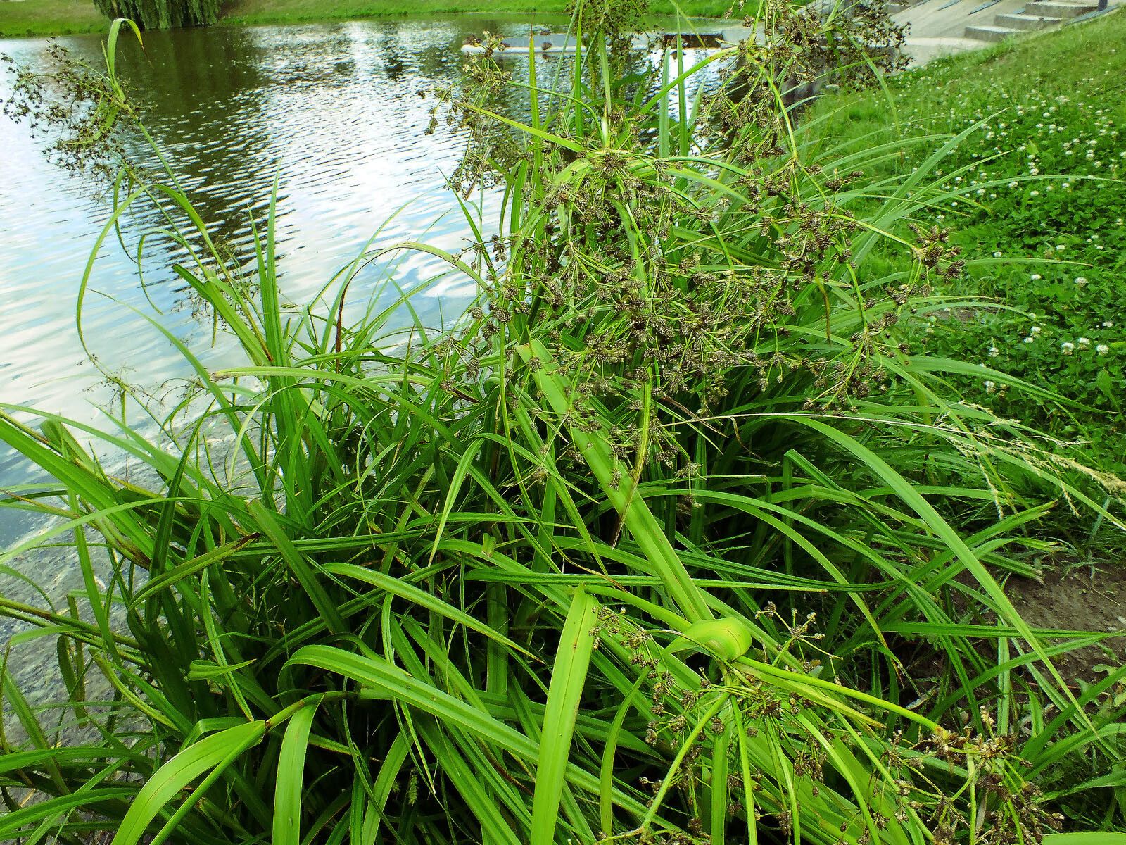 Scirpus radicans leaf