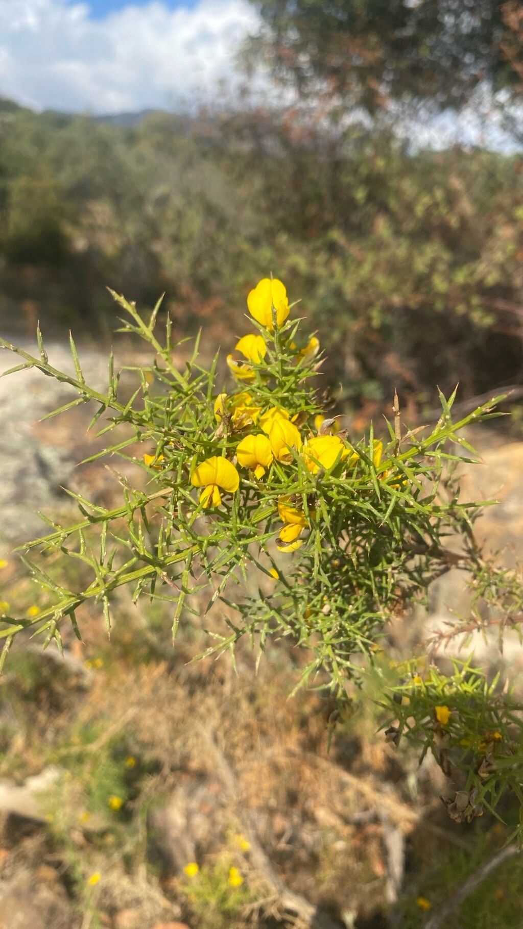 Ulex baeticus habit
