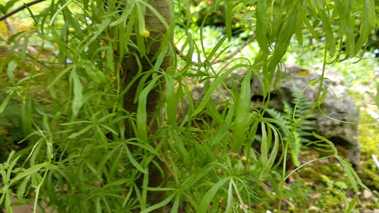Tropaeolum leptophyllum — search result for 'Tropaeolum'