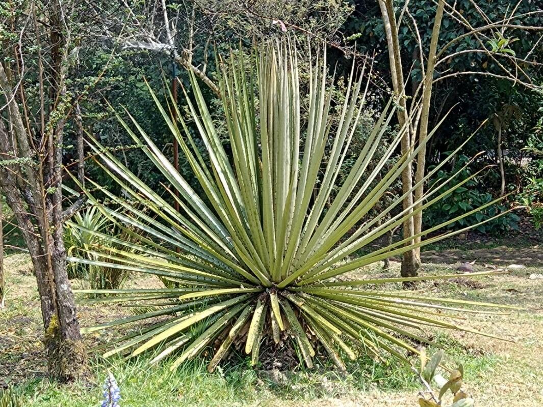 Puya goudotiana leaf