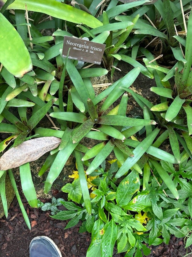 Neoregelia tristis — houseplant care guide