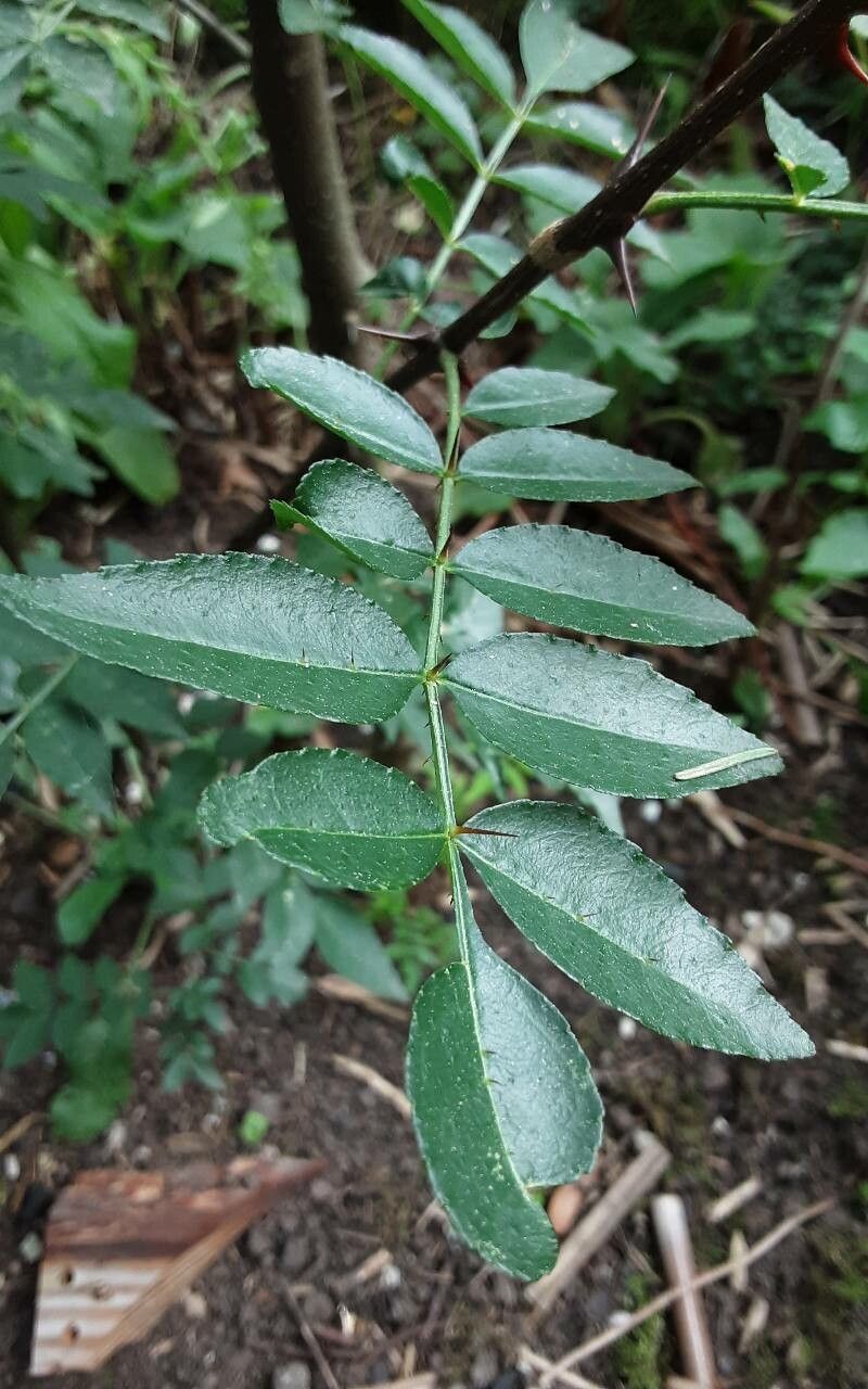 Zanthoxylum piperitum — search result for 'Zanthoxylum'