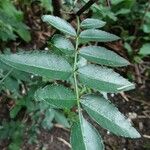 Zanthoxylum piperitum