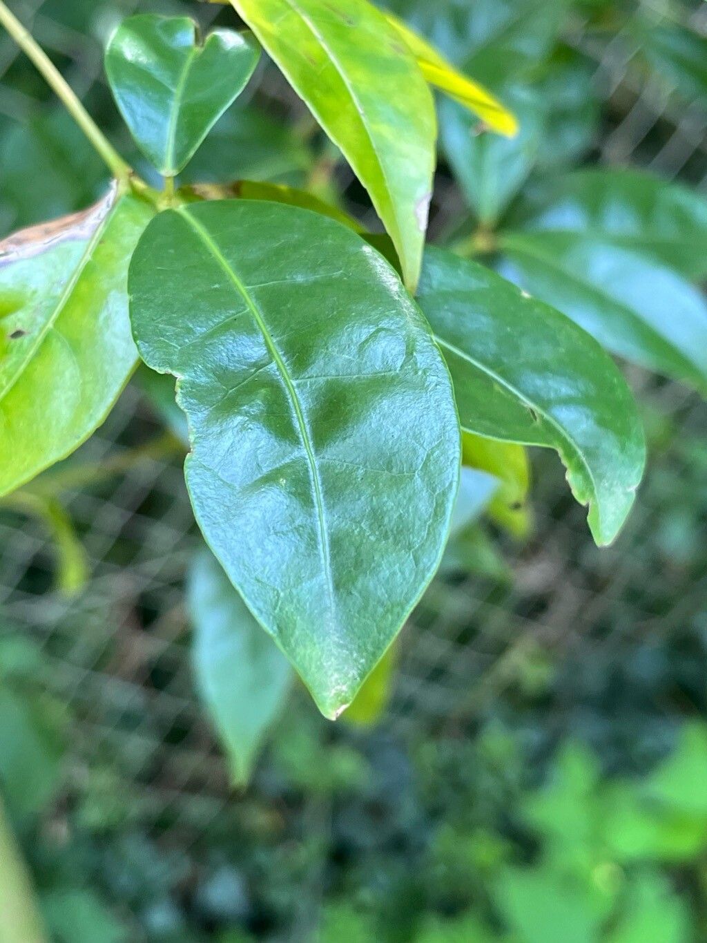 Acer fabri — houseplant care guide