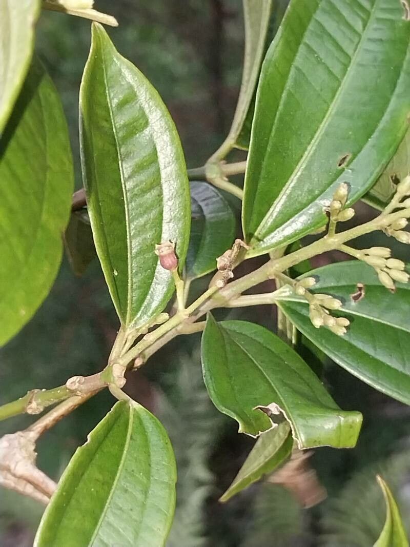 Miconia stenostachya fruit