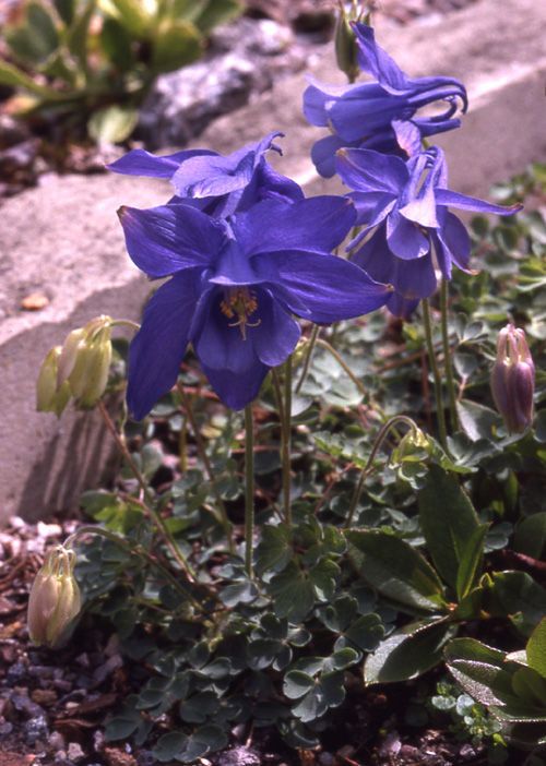Aquilegia jonesii habit