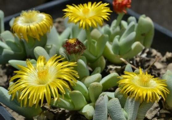 Cheiridopsis caroli-schmidtii habit