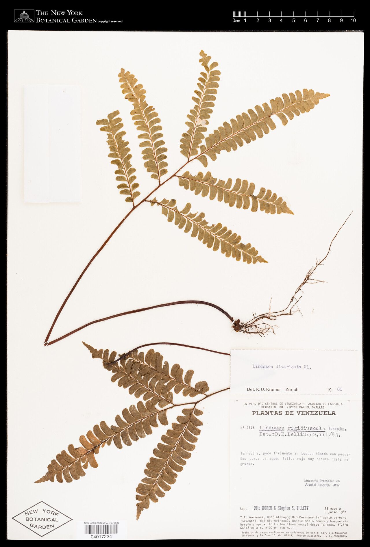 Lindsaea divaricata leaf