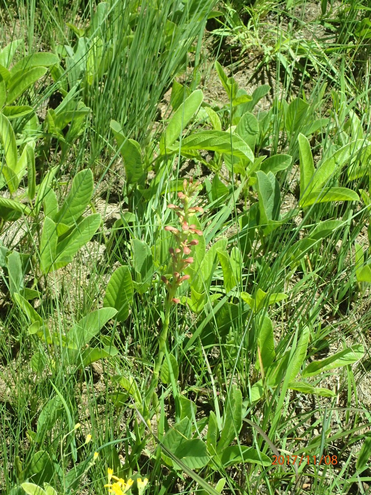 Disa brevicornis habit