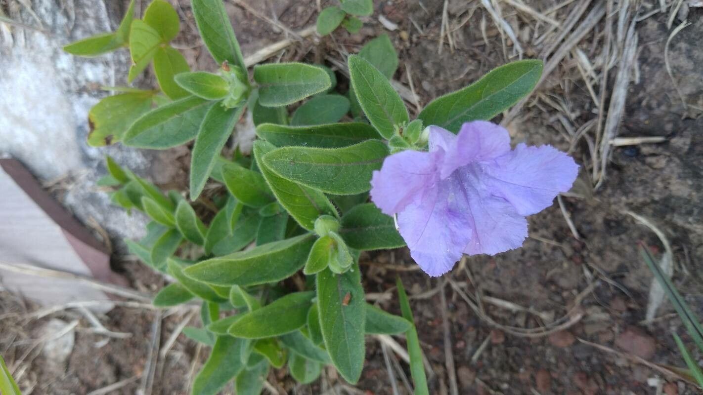 Ruellia humilis — search result for 'Acanthaceae'