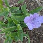 Ruellia humilis