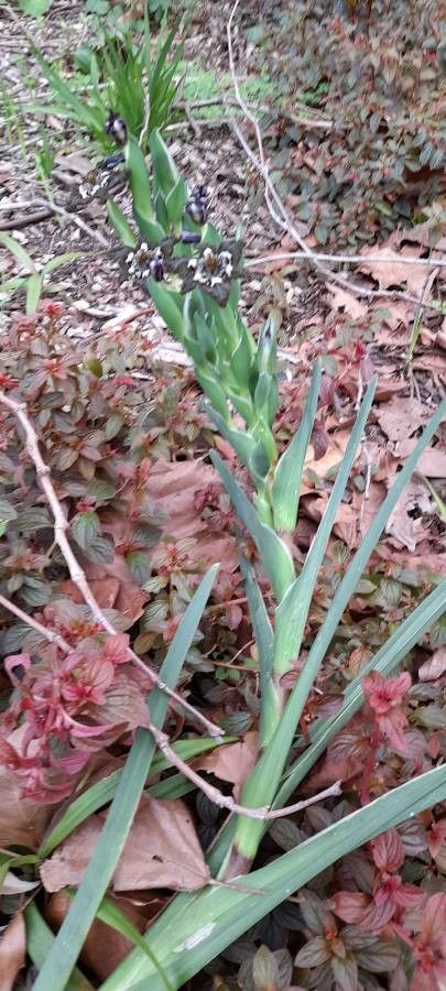 Ferraria crispa leaf