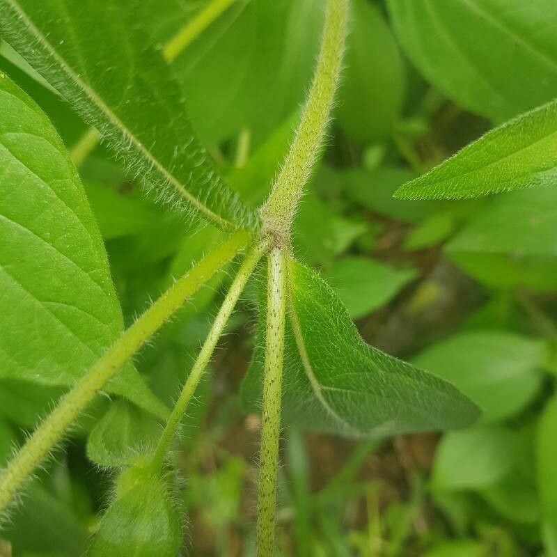 Aspilia kotschyi — search result for 'Aspilia'