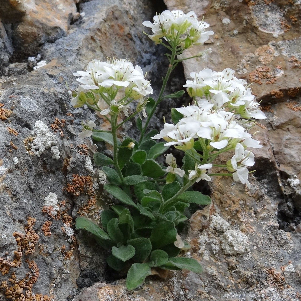 Hormathophylla pyrenaica flower