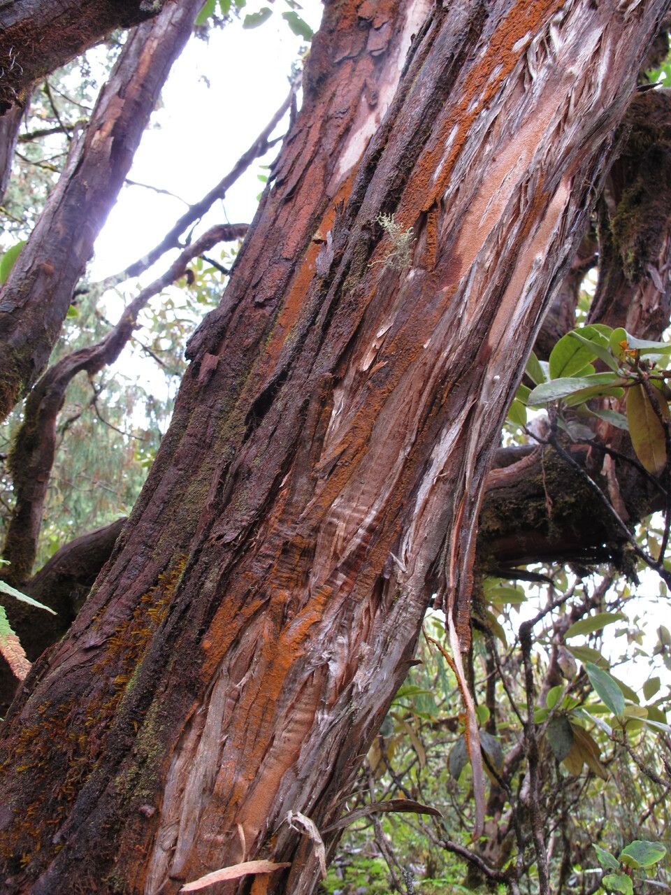 Lyonia villosa — houseplant care guide