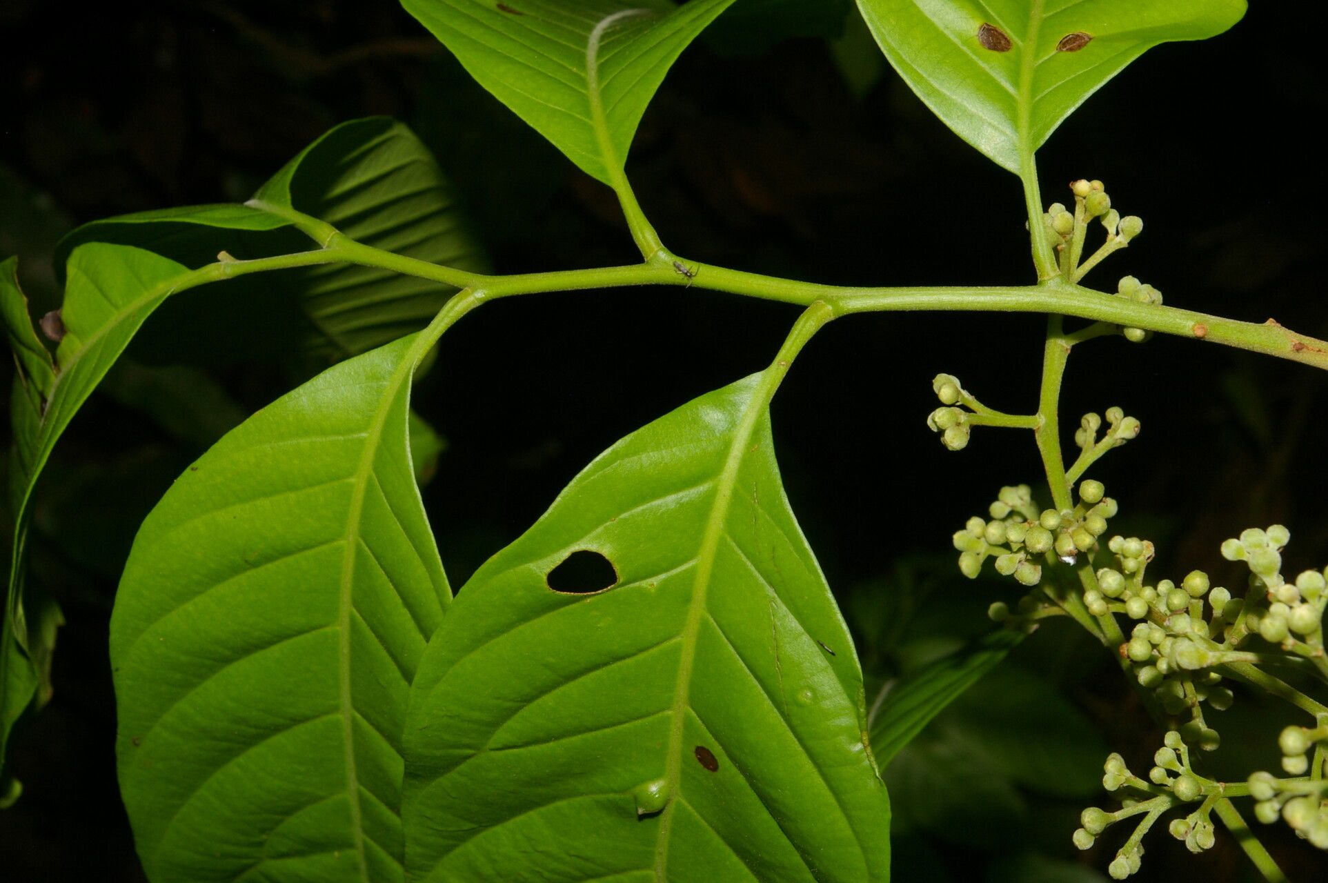 Trichilia adolfi fruit