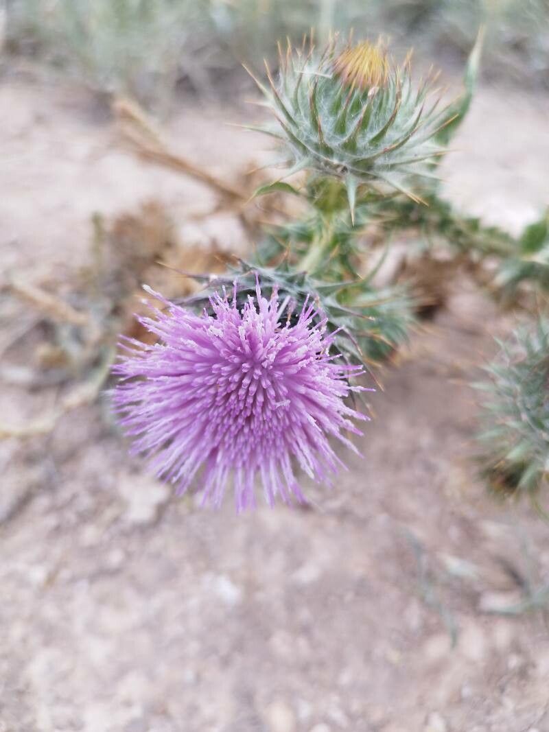 Onopordum corymbosum flower