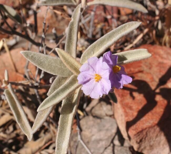 Solanum dioicum — houseplant care guide