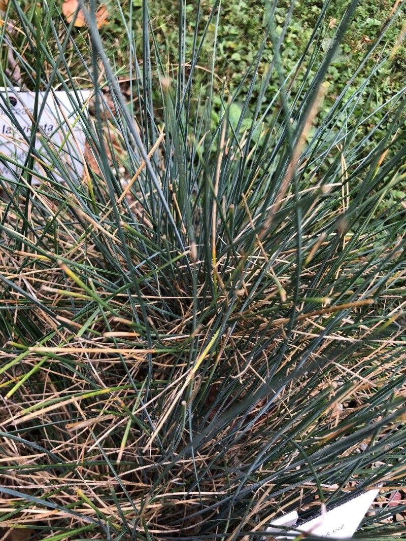 Festuca pallens leaf