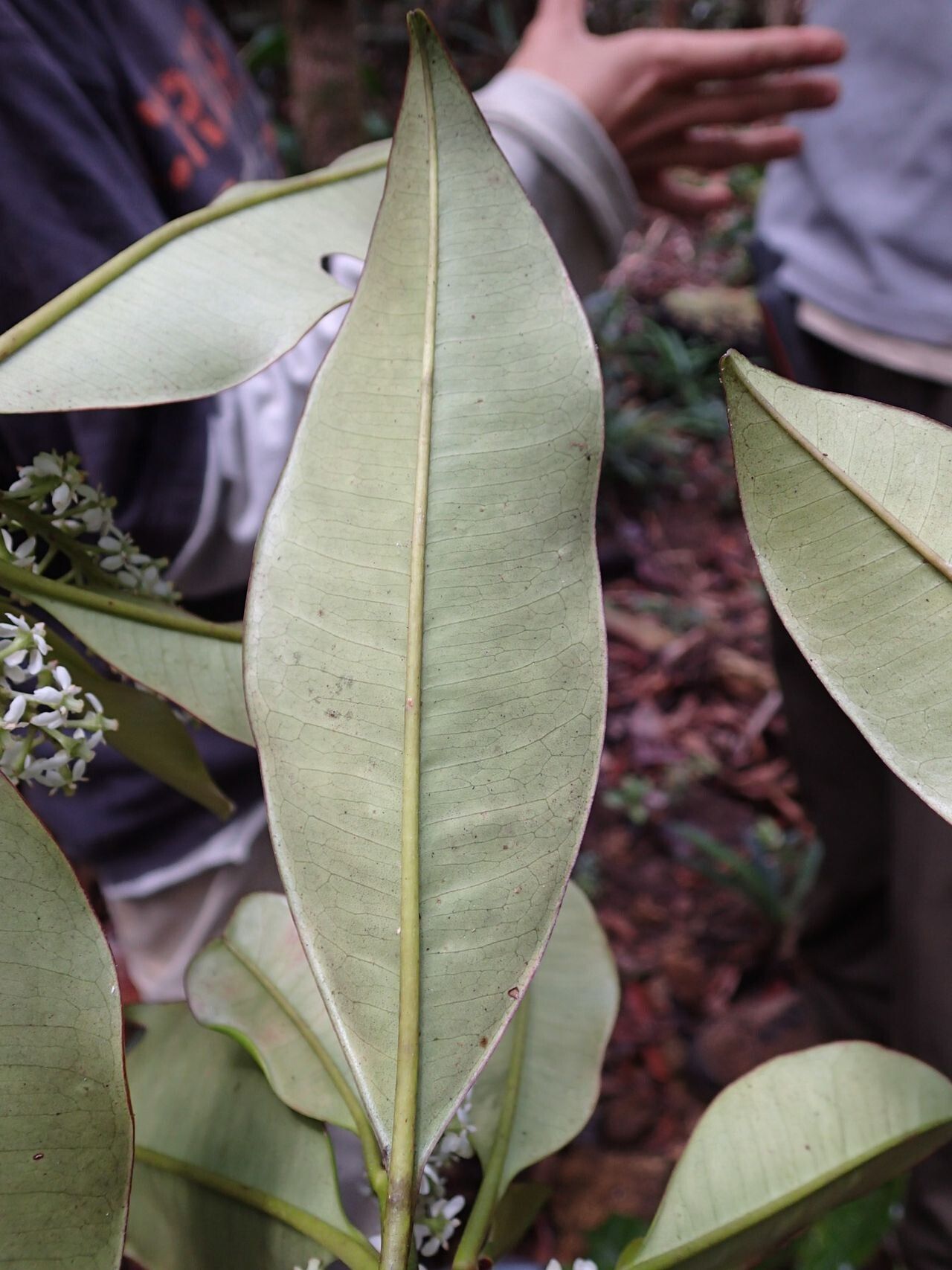 Quintinia major leaf