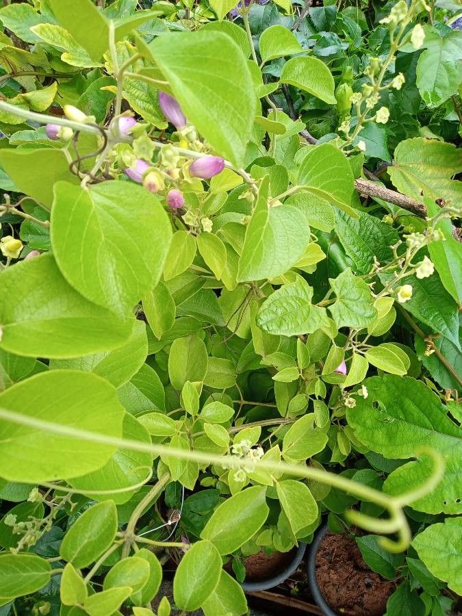 Amphilophium paniculatum leaf