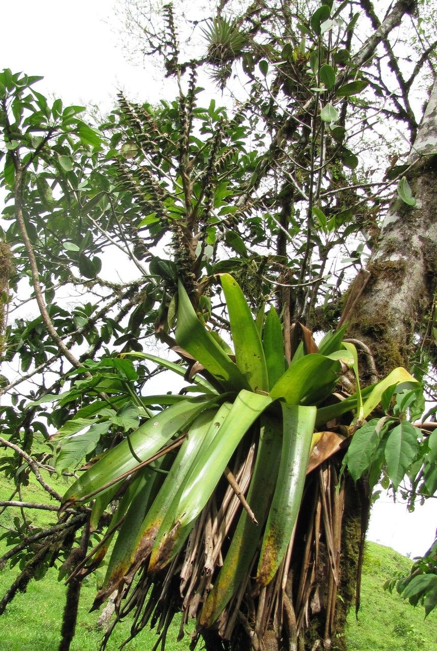 Werauhia werckleana habit